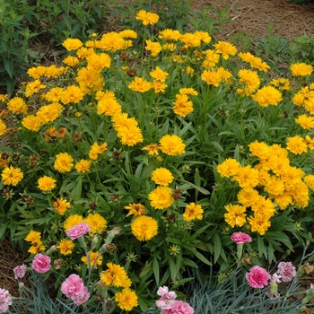 Coreopsis auriculata 'Zamphir' (005685)