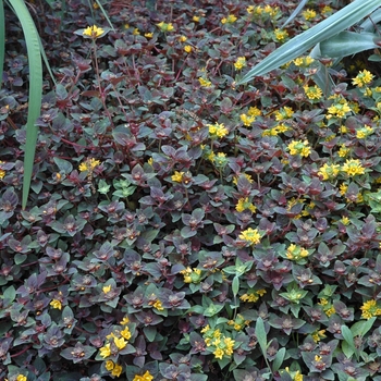 Lysimachia congestiflora 'Persian Chocolate' (005690)