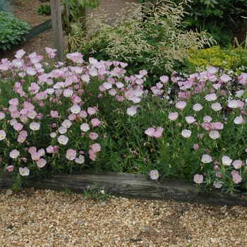 Oenothera berlandieri 'Twilight' (005693)