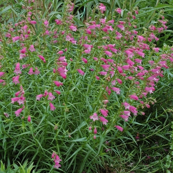 Penstemon mexicali 'Sunburst Ruby' (005694)