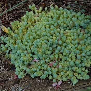 Sedum dasyphyllum 'Major' (005696)