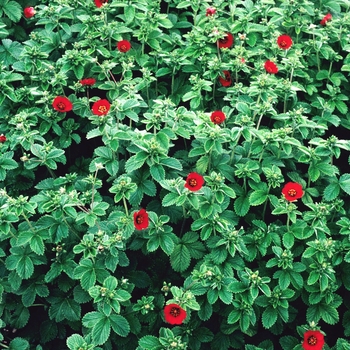 Potentilla atrosanguinea 'Flamenco' (005710)