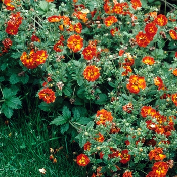 Potentilla atrosanguinea 'William Rollison' (005715)