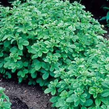 Potentilla delavayi '' (005719)