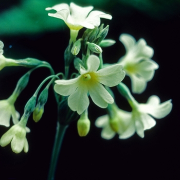 Primula alpicola 'Alba' (005722)