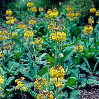 Primula bulleyana '' (005725)