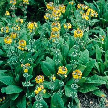 Primula bulleyana '' (005726)