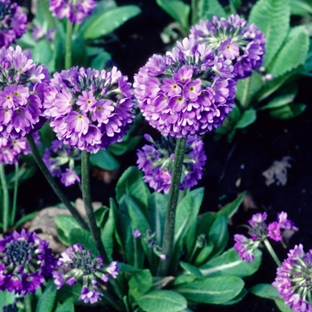 Primula denticulata '' (005730)