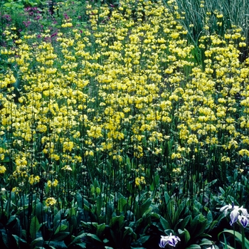 Primula heladoxa '' (005735)