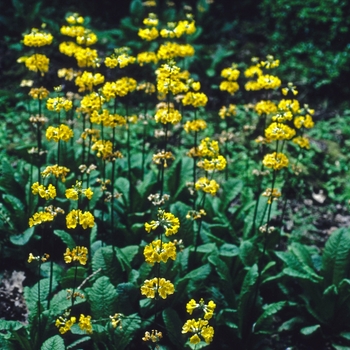 Primula heladoxa '' (005736)