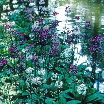 Primula japonica '' (005738)