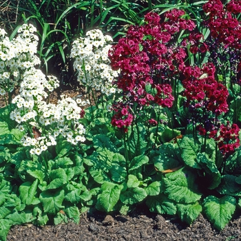 Primula japonica '' (005741)