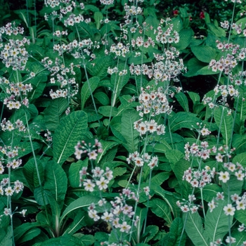 Primula pervulenta 'Bartley's Strain' (005753)