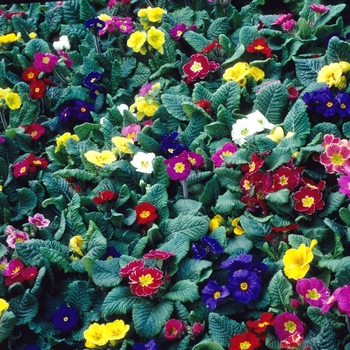 Primula polyantha '' (005761)