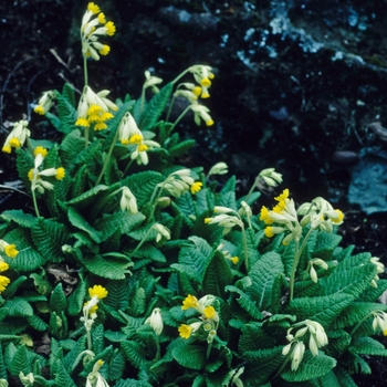 Primula veris '' (005768)