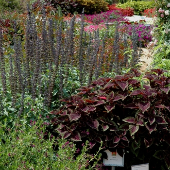 Salvia longispicata x farinacea 'Mystic Spires' (005775)