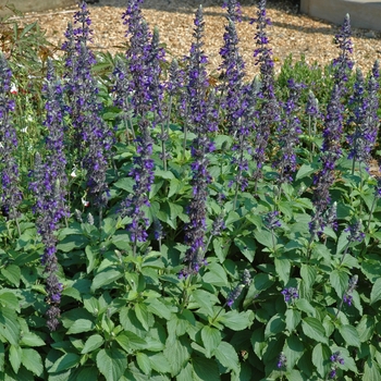 Salvia longispicata x farinacea 'Mystic Spires' (005776)