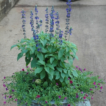 Salvia longispicata x farinacea 'Mystic Spires' (005777)