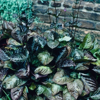 Pseuderanthemum elatum