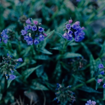 Pulmonaria longifolia 'Bertram Anderson' (005786)