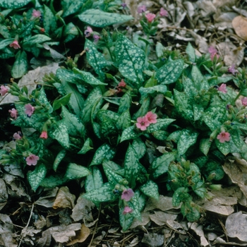 Pulmonaria saccharata 'Berries & Cream' (005790)