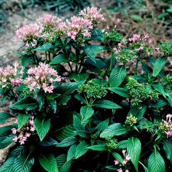 Pentas lanceolata New Look® 'Pink' (005798)