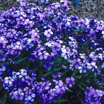 Phlox divaricata 'Louisiana Purple' (005802)