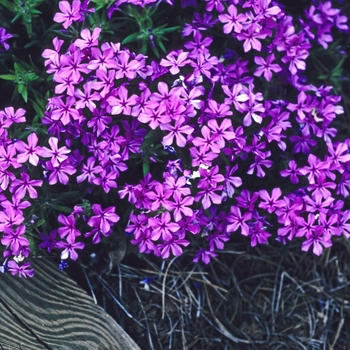 Phlox amoena '' (005805)