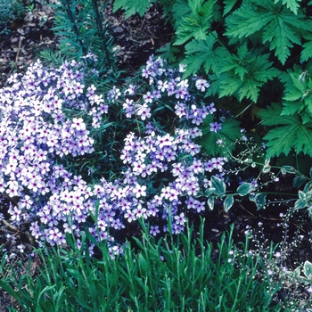 Phlox divaricata ssp. laphamii 'Chattahoochee' (005809)