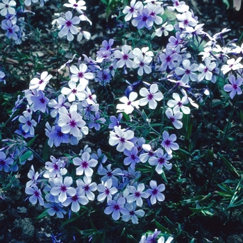 Phlox divaricata ssp. laphamii 'Chattahoochee' (005810)