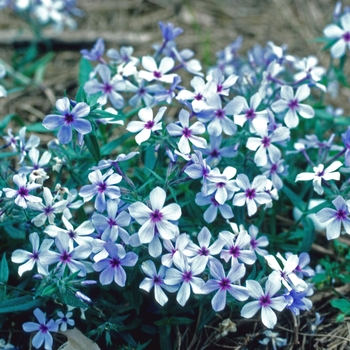 Phlox divaricata ssp. laphamii 'Chattahoochee' (005811)