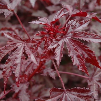 Hibiscus acetosella 'Panama Red' (005821)