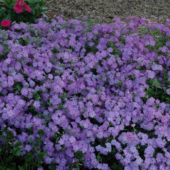 Phlox Intensia® '' (005827)