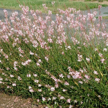 Gaura lindheimeri Stratosphere™ 'Pink Picotee' (005829)