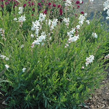 Gaura lindheimeri Stratosphere™ 'White' (005831)