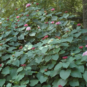 Clerodendrum bungei '' (005842)