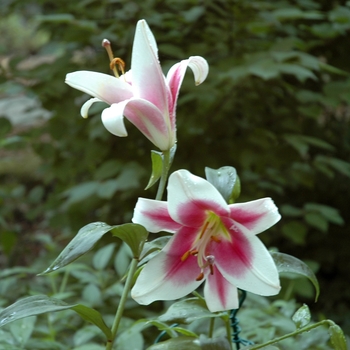 Lilium 'Leslie Woodriff' (005843)