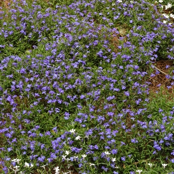 Lobelia erinus Techno® '' (005844)