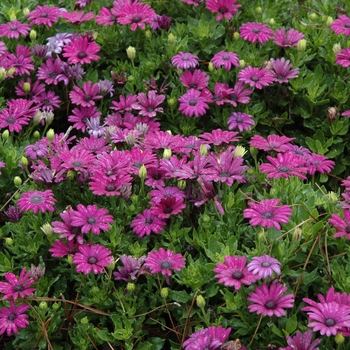 Osteospermum 'Side Show™ Purple' (005847)