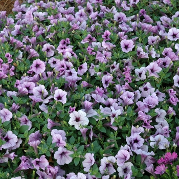 Petunia Surfinia® 'Blue Vein Improved' (005849)