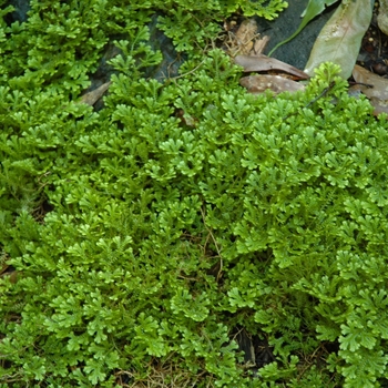 Selaginella braunii 'Gold Tips' 