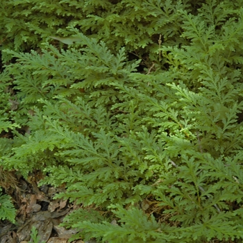 Selaginella moellendorffii