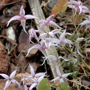 Epimedium pinnatum '' (005882)