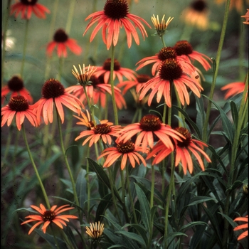 Echinacea 'Orange Meadowbrite™' (005883)