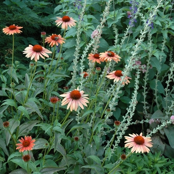 Echinacea purpurea 'Sunset' (005894)