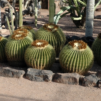 Echinocactus grusonii '' (005897)