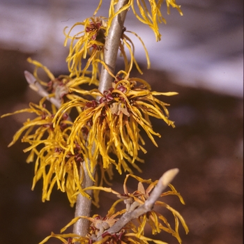 Hamamelis japonica '' (005908)