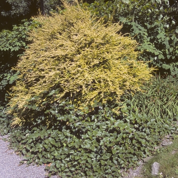 Lonicera nitida 'Baggesen's Gold' (005916)