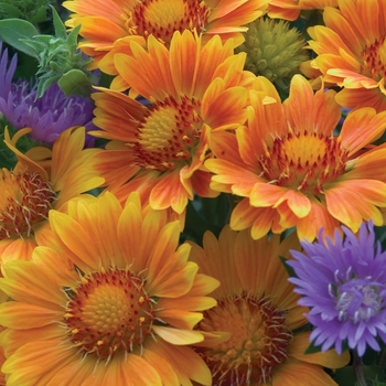 Gaillardia aristata 'Oranges and Lemons' (005926)