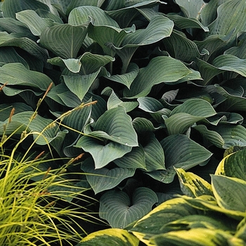 Hosta 'Multiple Varieties' (005953)